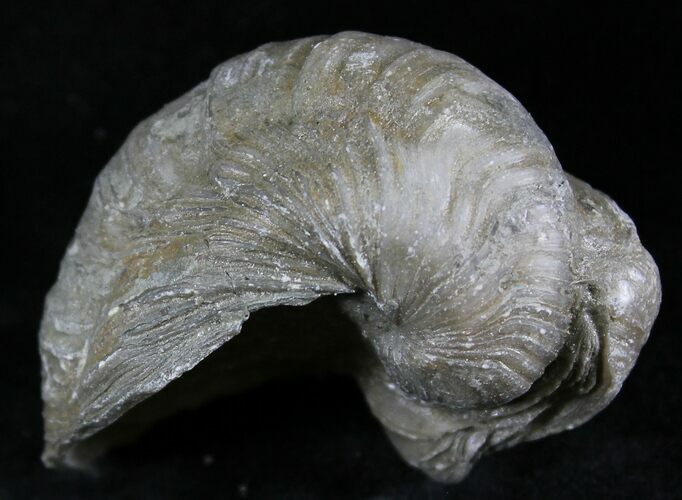 Gryphaea (Devil's Toenail) Fossil Oyster - Jurassic #25976